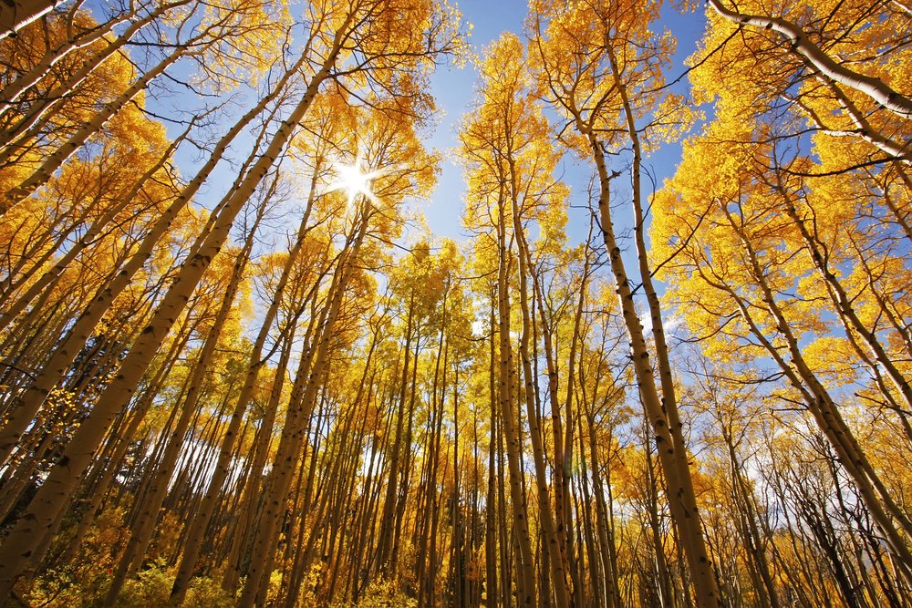 Put Quaking Aspens in Your Tree Services Plan Put Quaking Aspens in Your Tree Services Plan