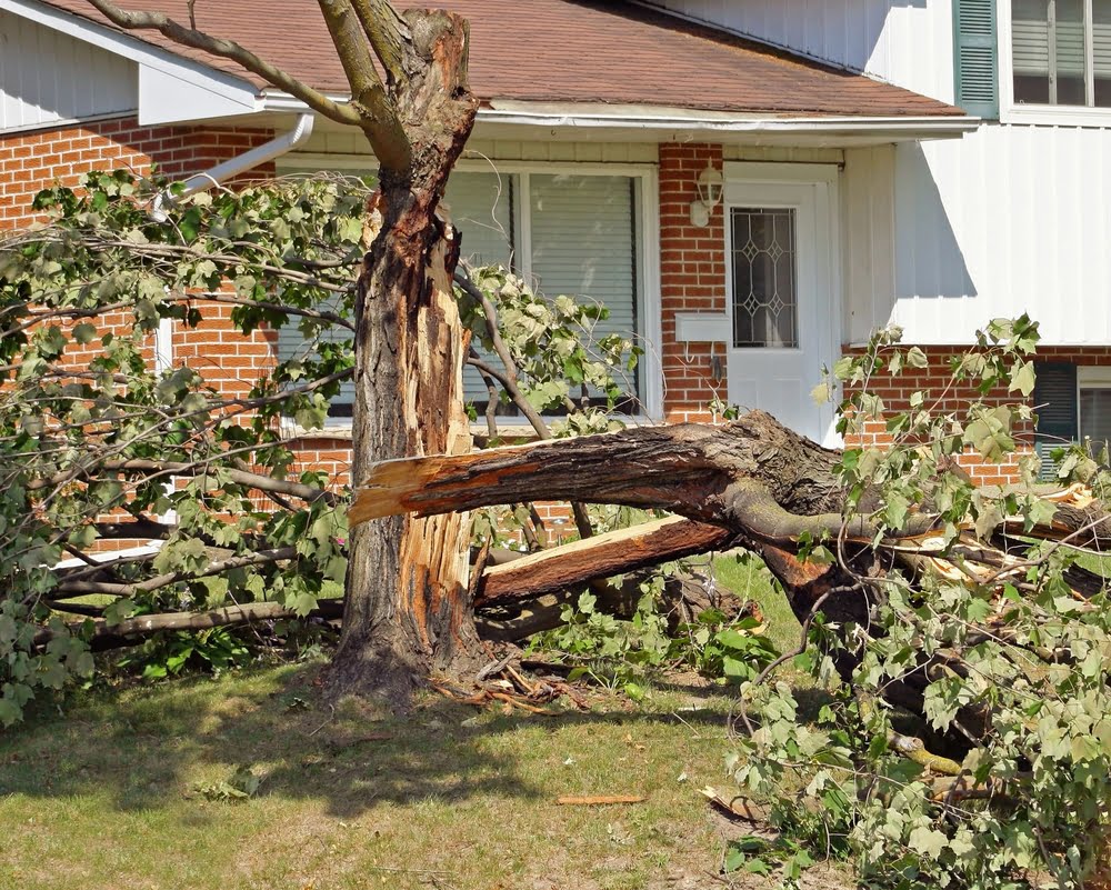 Falling Trees and Property Damage Who’s Responsible? Reliable Tree Care