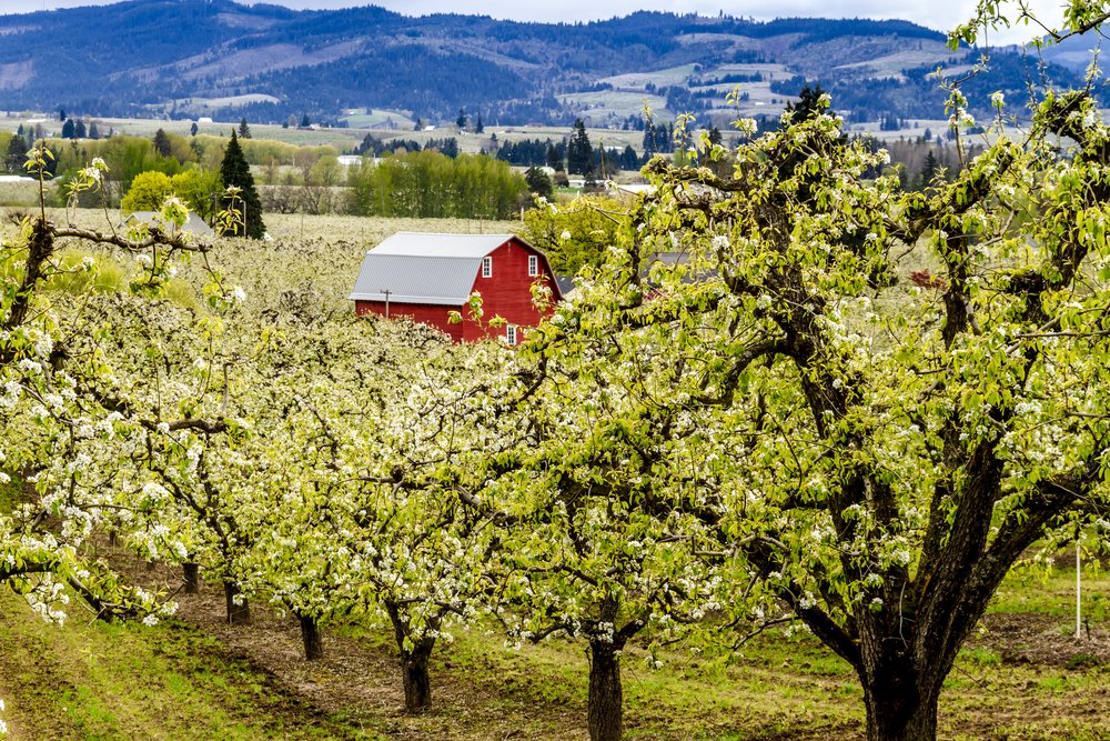 When To Spray Fruit Trees Utah Fruit Trees