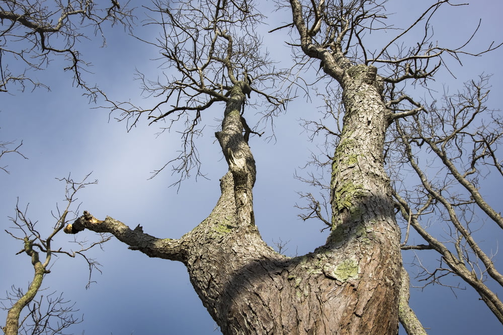 risks delaying dead tree removal